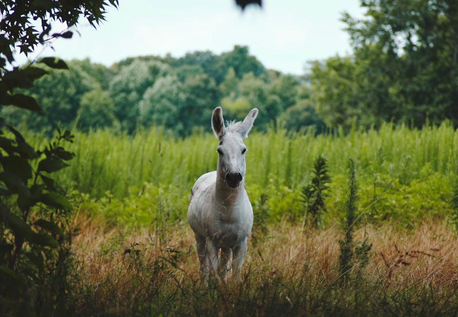 Swedish Mule